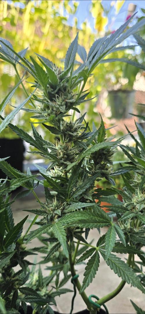 Tropical Zmoothie Auto Seedstockers. Week 12