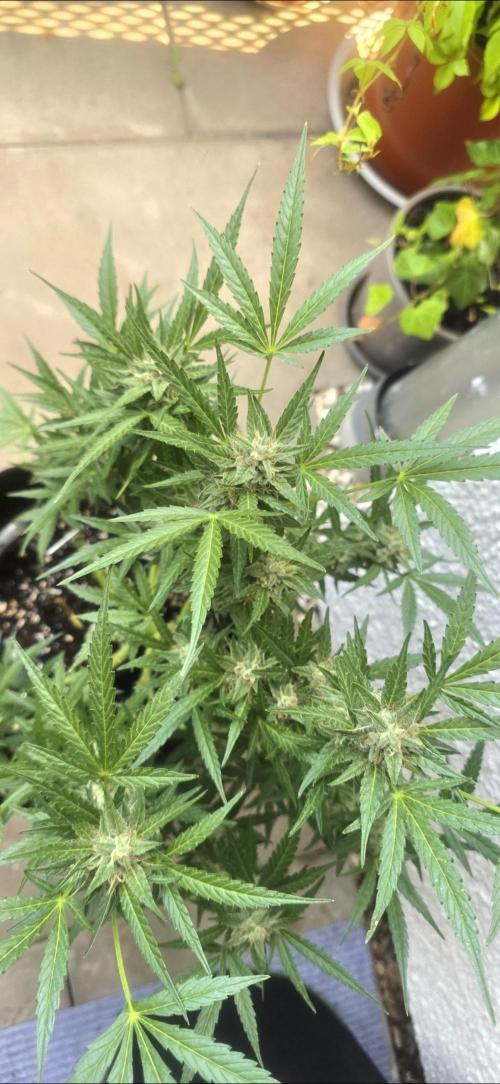 Tropical Zmoothie Auto Seedstockers. Week 12