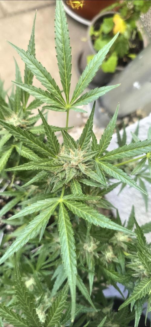 Tropical Zmoothie Auto Seedstockers. Week 12