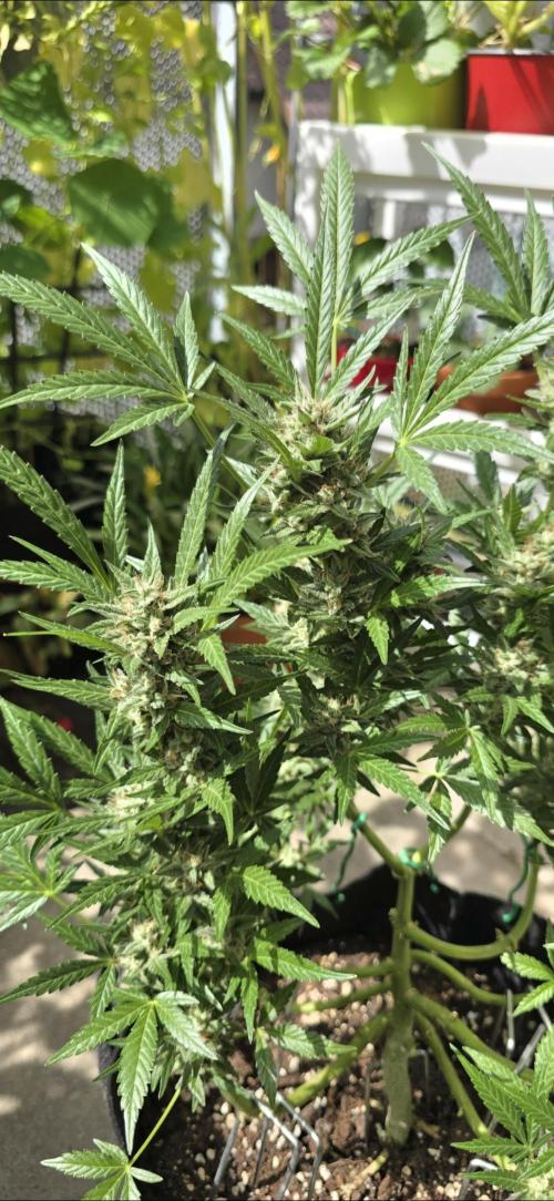 Tropical Zmoothie Auto Seedstockers. Week 12
