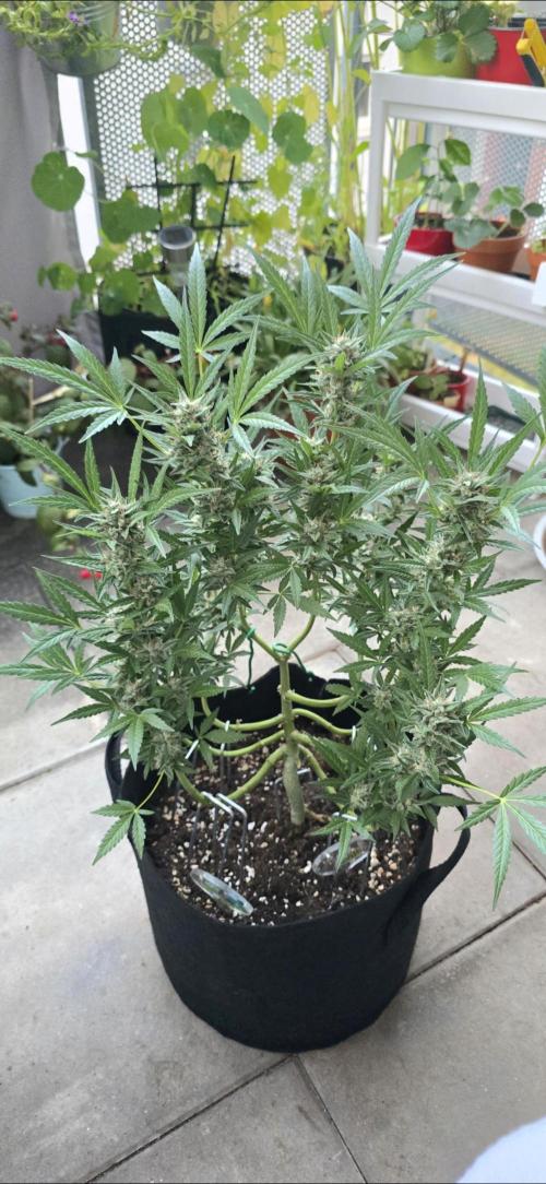 Tropical Zmoothie Auto Seedstockers. Week 12