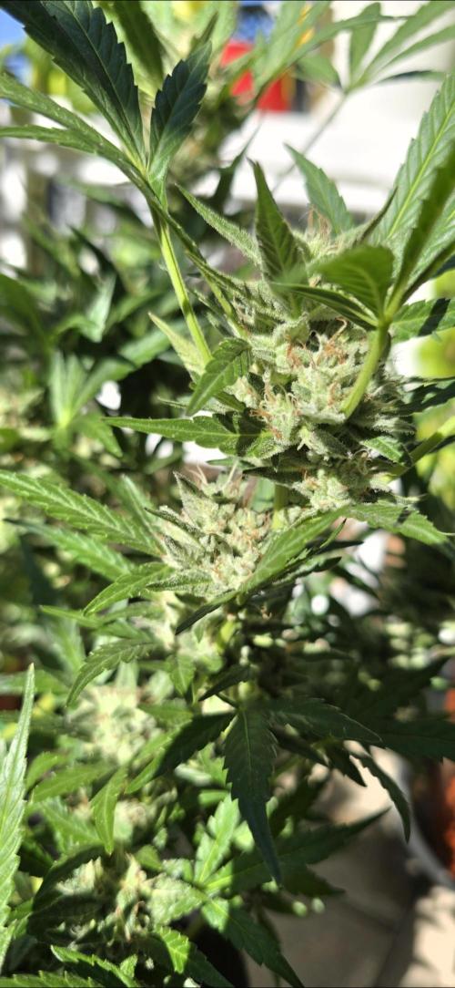 Tropical Zmoothie Auto Seedstockers. Week 12