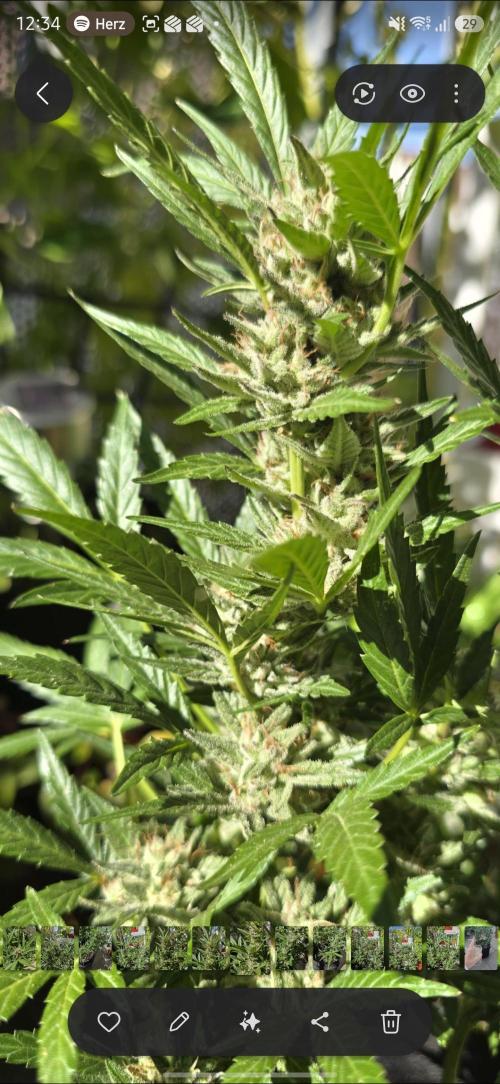 Tropical Zmoothie Auto Seedstockers. Week 12
