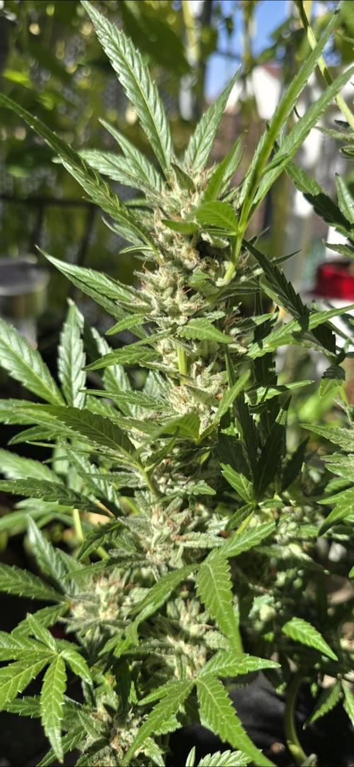 Tropical Zmoothie Auto Seedstockers. Week 12
