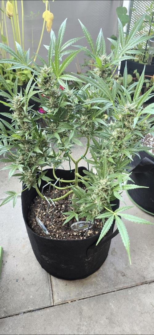 Tropical Zmoothie Auto Seedstockers. Week 12
