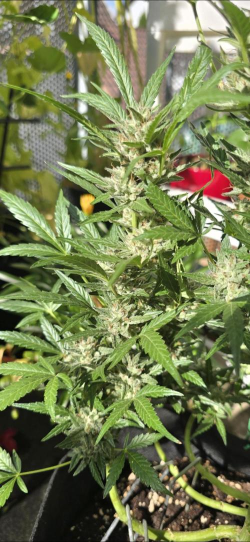 Tropical Zmoothie Auto Seedstockers. Week 13