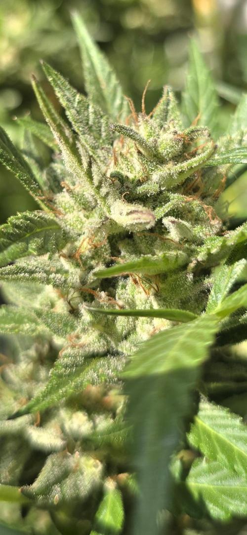 Tropical Zmoothie Auto Seedstockers. Week 13
