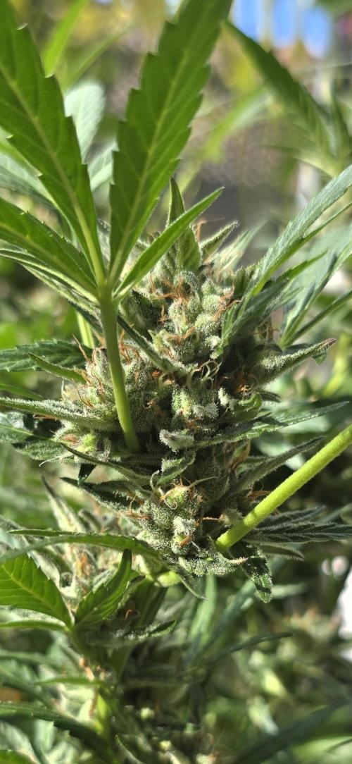 Tropical Zmoothie Auto Seedstockers. Week 13