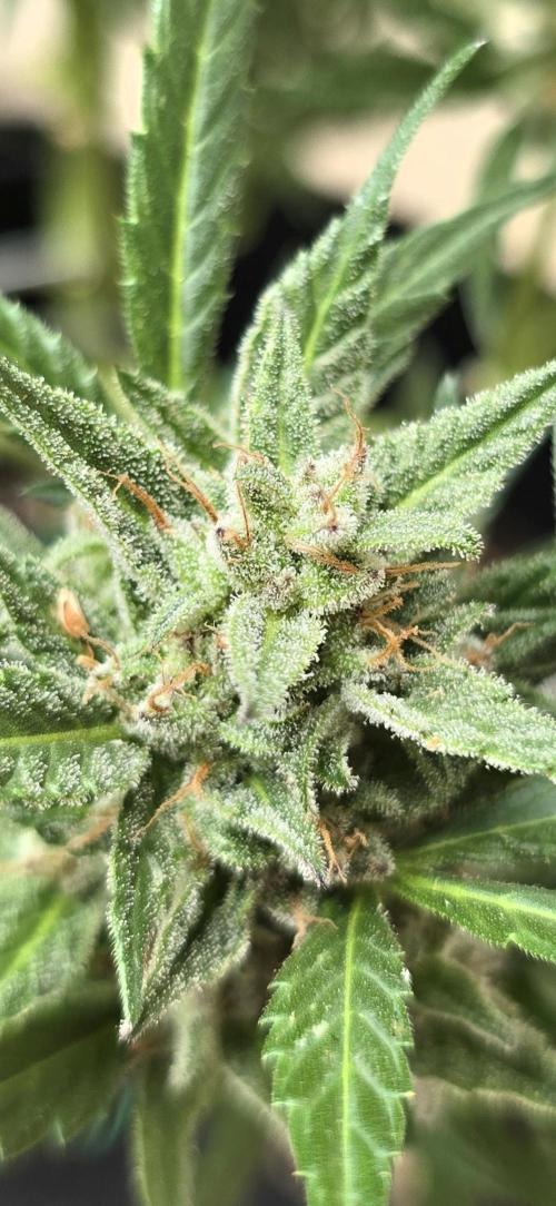 Tropical Zmoothie Auto Seedstockers. Week 13