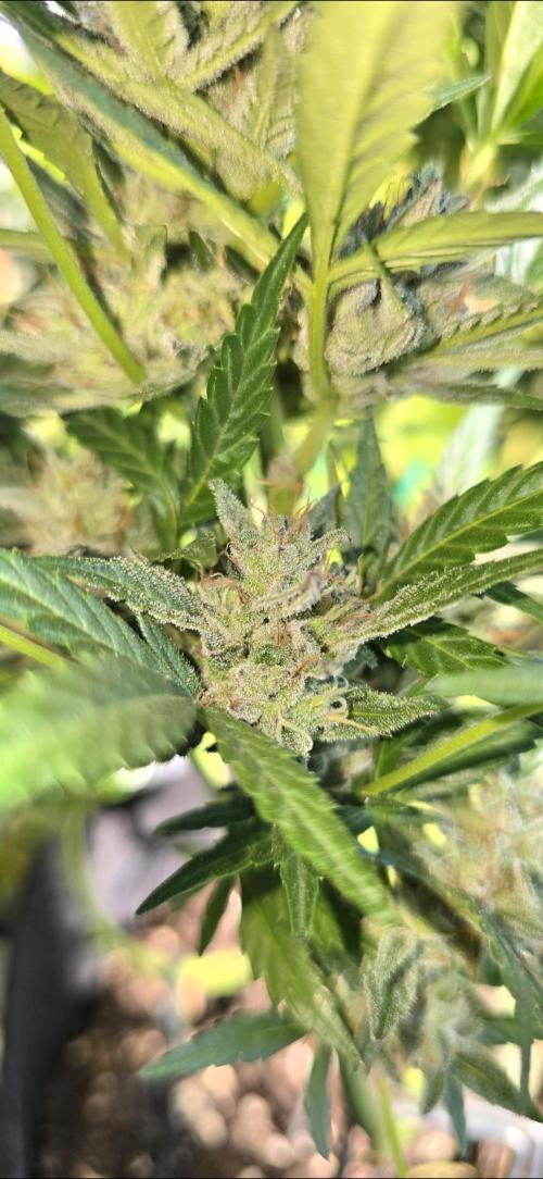 Tropical Zmoothie Auto Seedstockers. Week 13