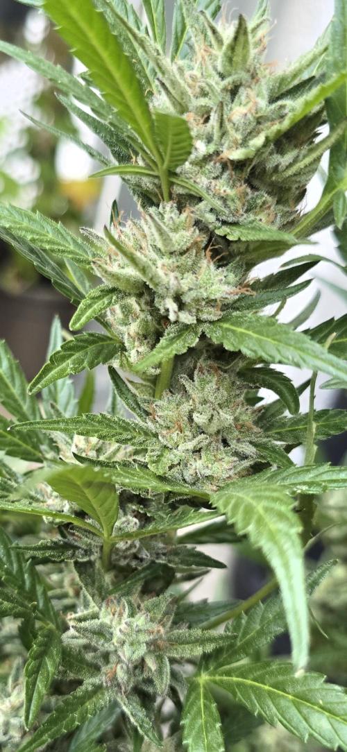 Tropical Zmoothie Auto Seedstockers. Week 13