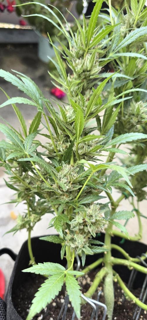 Tropical Zmoothie Auto Seedstockers. Week 13