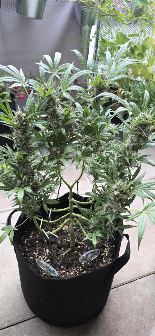 Tropical Zmoothie Auto Seedstockers. Week 13