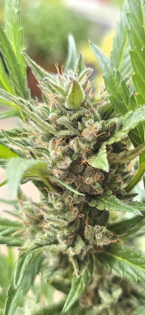 Tropical Zmoothie Auto Seedstockers. Week 14