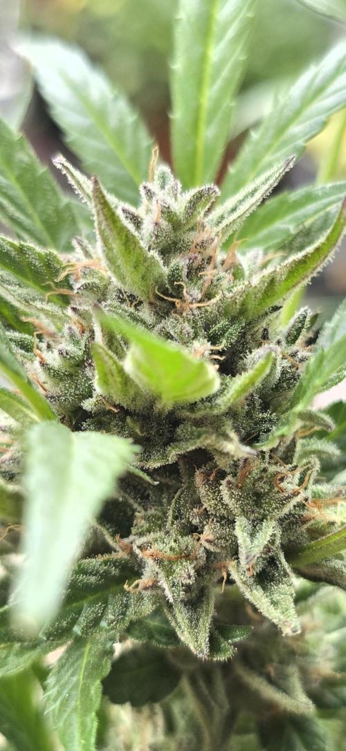 Tropical Zmoothie Auto Seedstockers. Week 14