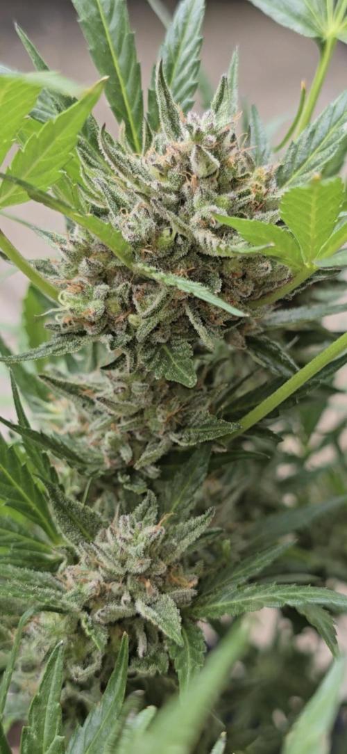 Tropical Zmoothie Auto Seedstockers. Week 14