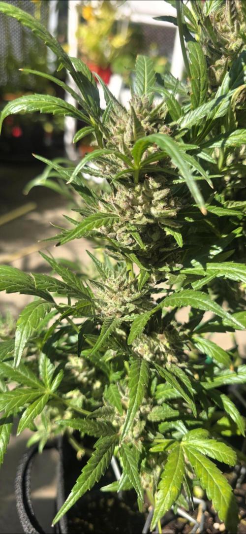 Tropical Zmoothie Auto Seedstockers. Week 14