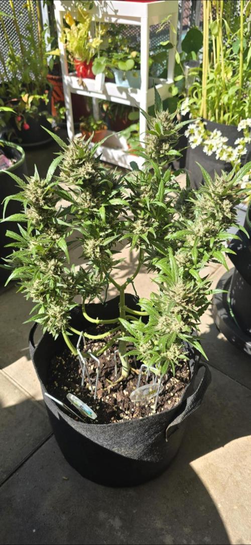 Tropical Zmoothie Auto Seedstockers. Week 14