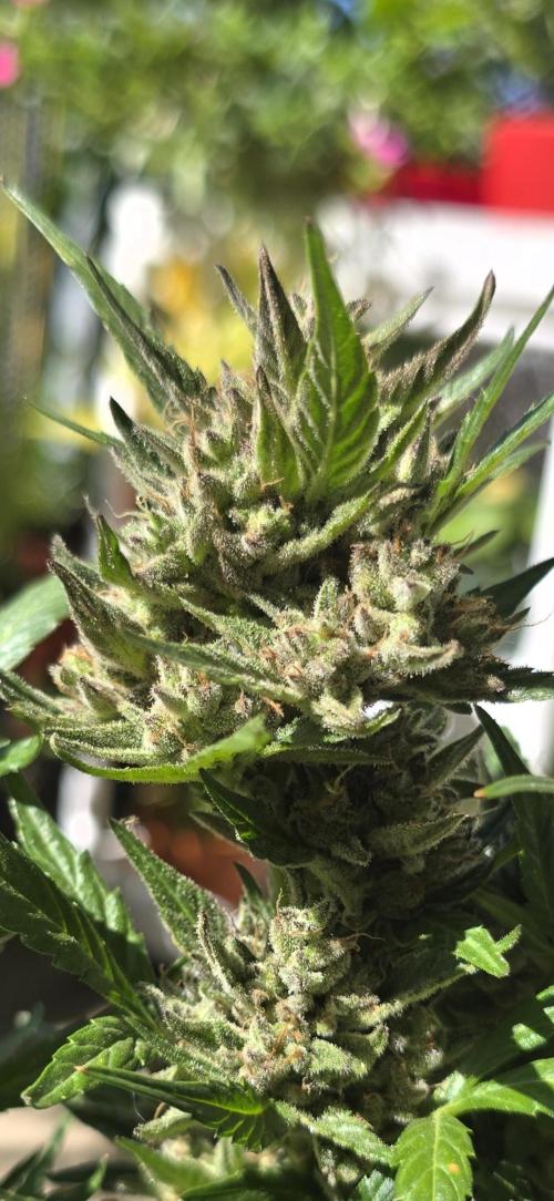 Tropical Zmoothie Auto Seedstockers. Week 14