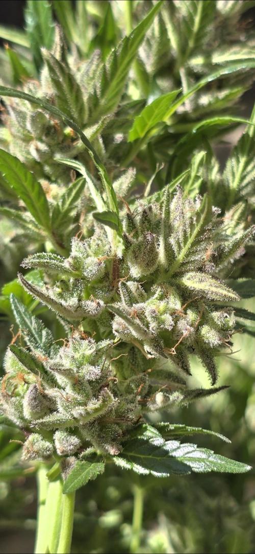 Tropical Zmoothie Auto Seedstockers. Week 14