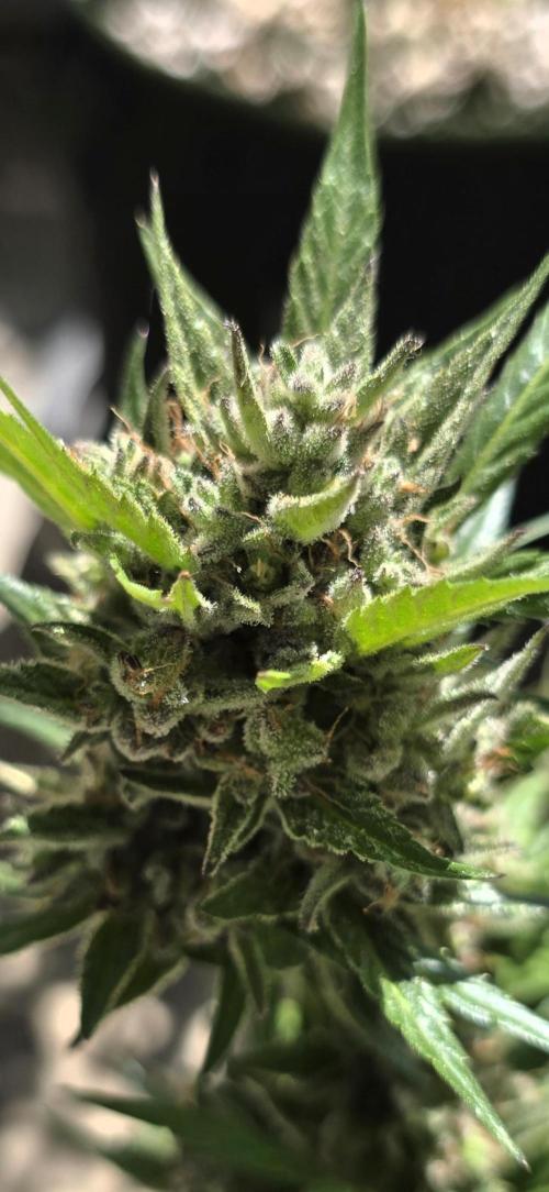 Tropical Zmoothie Auto Seedstockers. Week 14