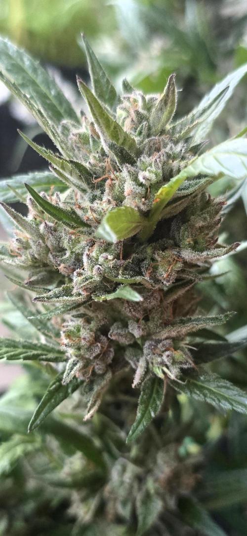 Tropical Zmoothie Auto Seedstockers. Week 14
