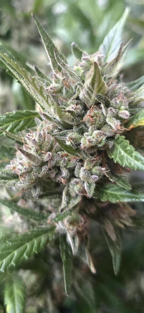 Tropical Zmoothie Auto Seedstockers. Week 14