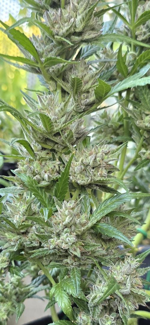 Tropical Zmoothie Auto Seedstockers. Week 14