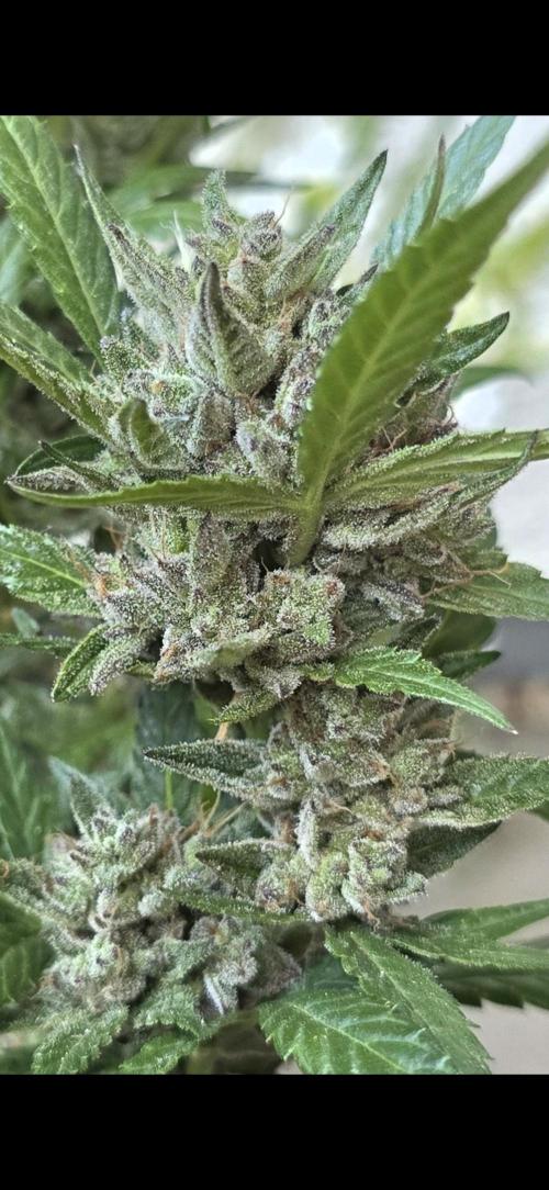 Tropical Zmoothie Auto Seedstockers. Week 14