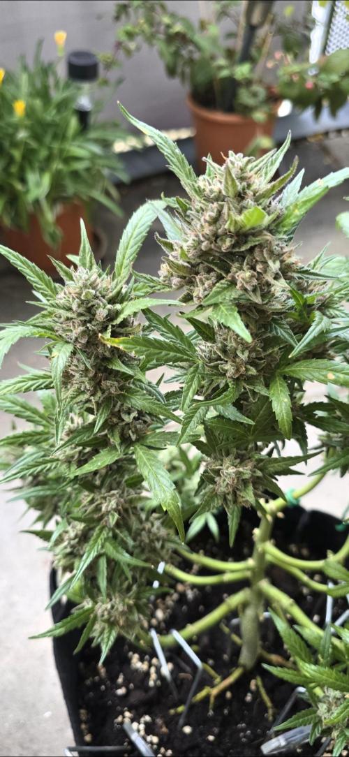 Tropical Zmoothie Auto Seedstockers. Week 14