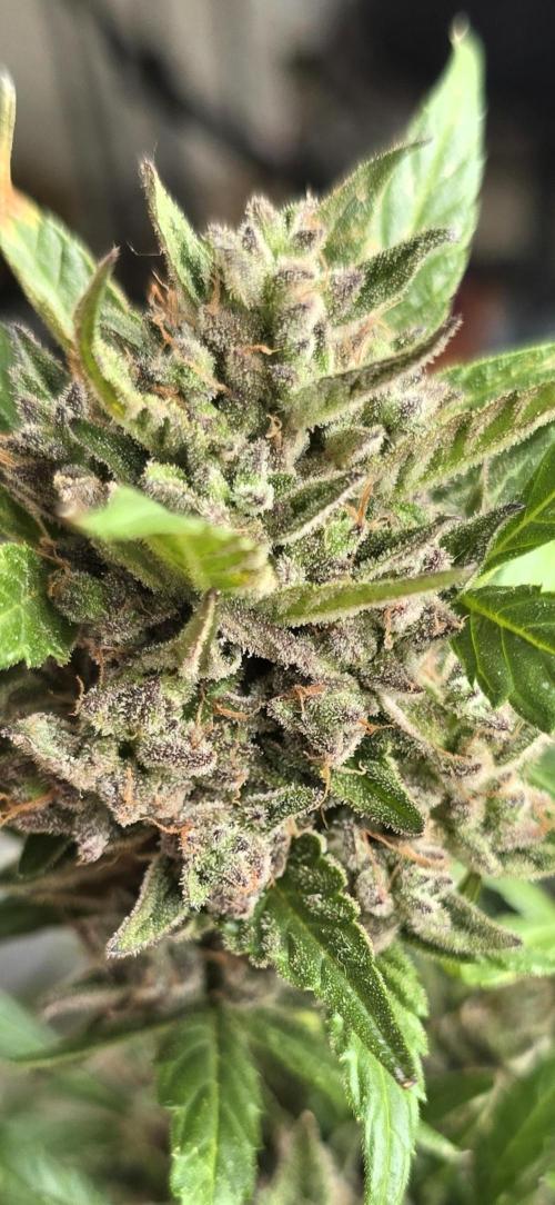 Tropical Zmoothie Auto Seedstockers. Week 14