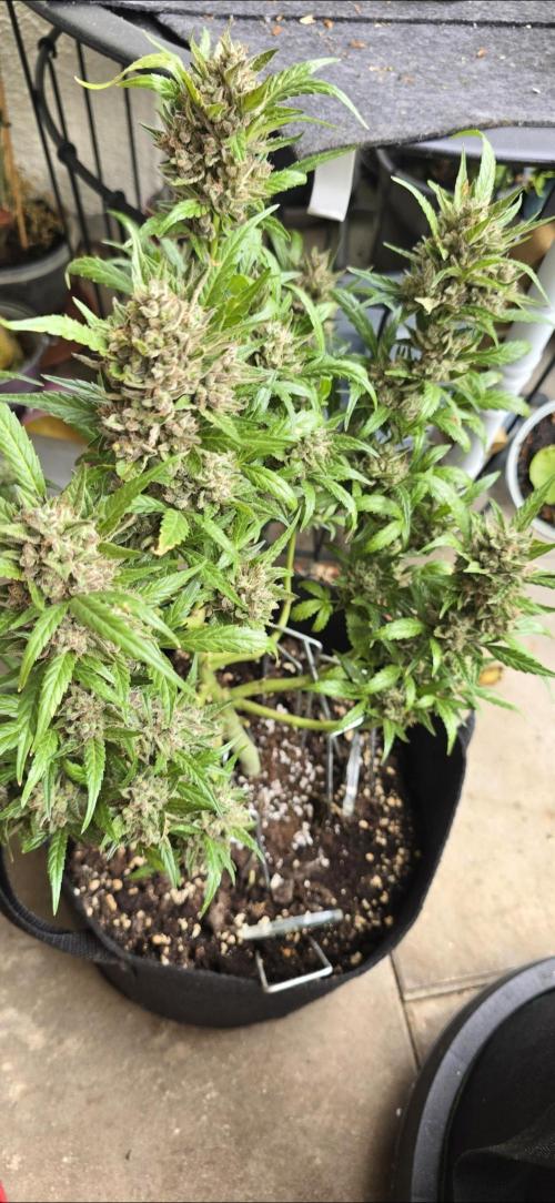 Tropical Zmoothie Auto Seedstockers. Week 14