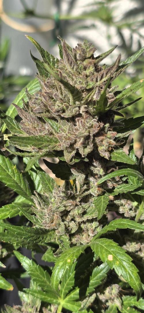 Tropical Zmoothie Auto Seedstockers. Week 15