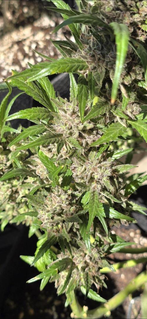 Tropical Zmoothie Auto Seedstockers. Week 15