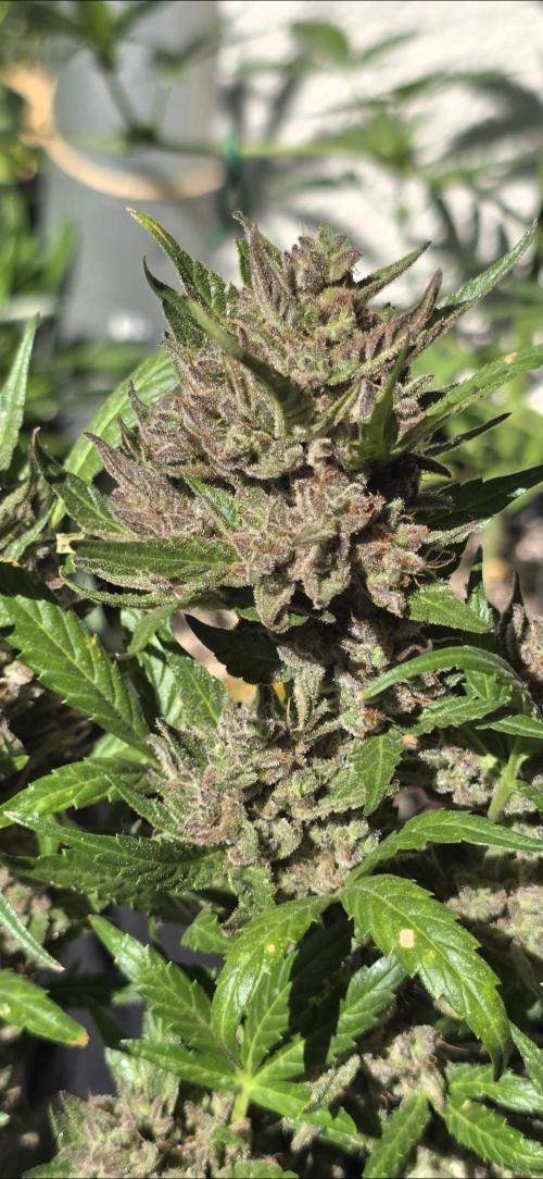 Tropical Zmoothie Auto Seedstockers. Week 15