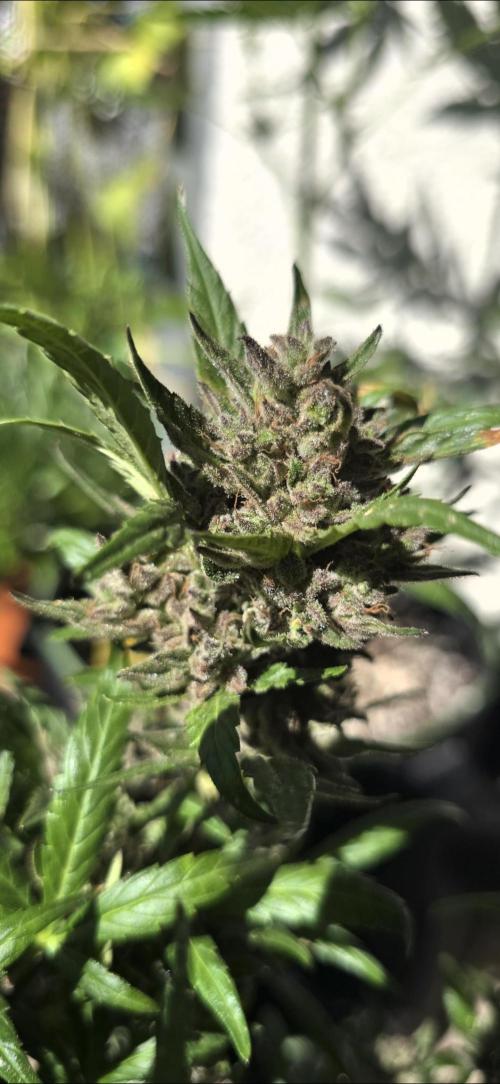 Tropical Zmoothie Auto Seedstockers. Week 15
