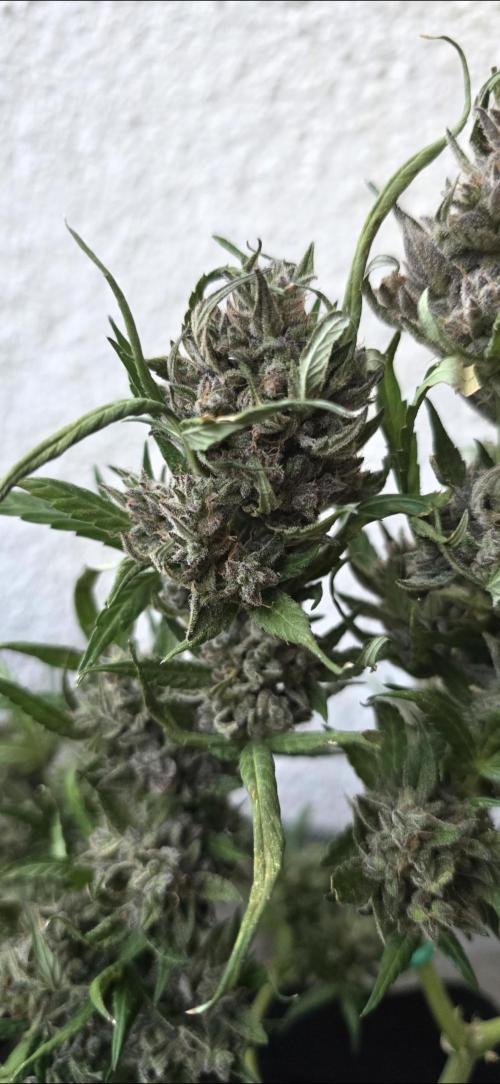 Tropical Zmoothie Auto Seedstockers. Week 15