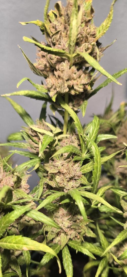 Tropical Zmoothie Auto Seedstockers. Week 15