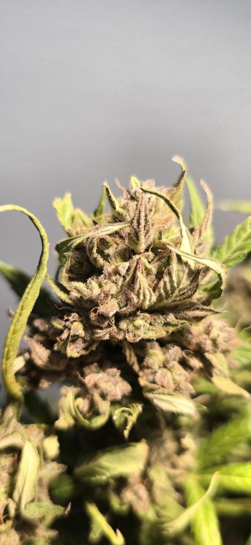 Tropical Zmoothie Auto Seedstockers. Week 15