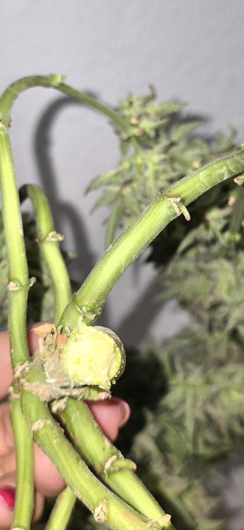Tropical Zmoothie Auto Seedstockers. Week 15