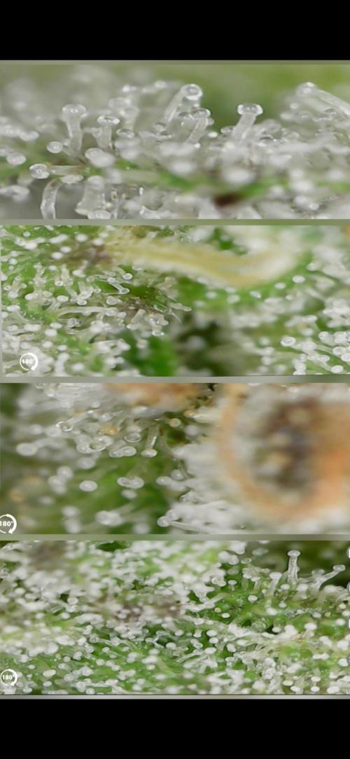 Tropical Zmoothie Auto Seedstockers. Week 14