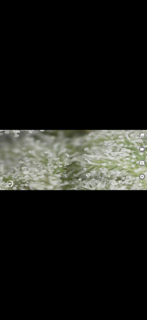 Tropical Zmoothie Auto Seedstockers. Week 14