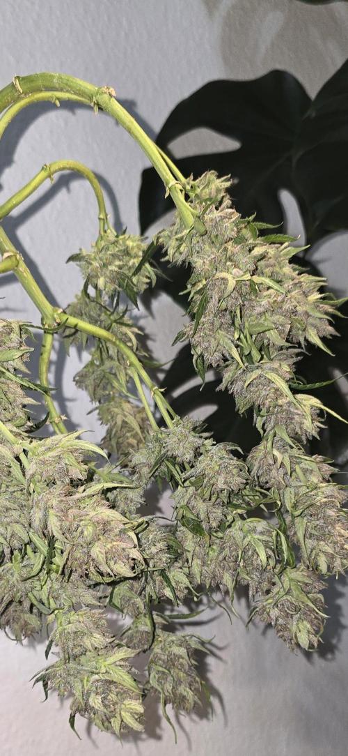 Tropical Zmoothie Auto Seedstockers. Week 16