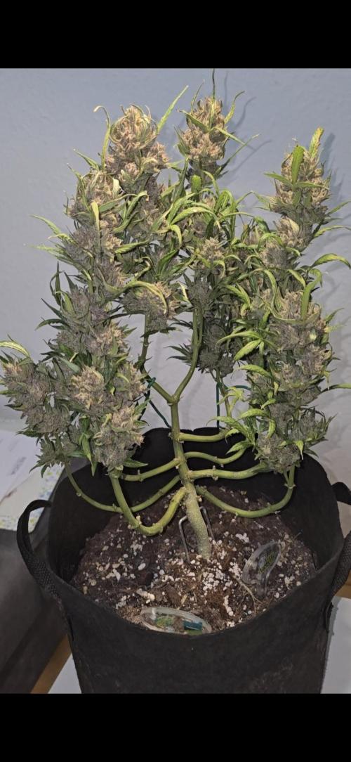 Tropical Zmoothie Auto Seedstockers. Week 16