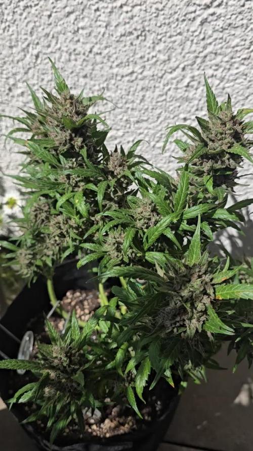 Tropical Zmoothie Auto. Week 16