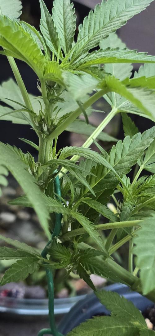 1st Outdoor Run; Cherry Cola Auto. Week 3