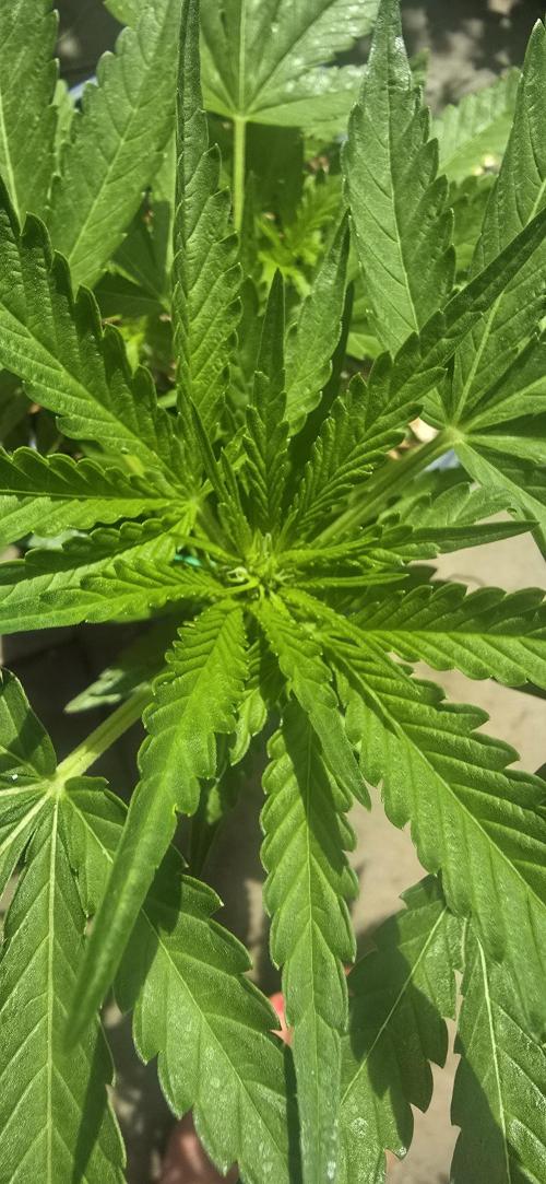 1st Outdoor Run; Cherry Cola Auto. Week 3