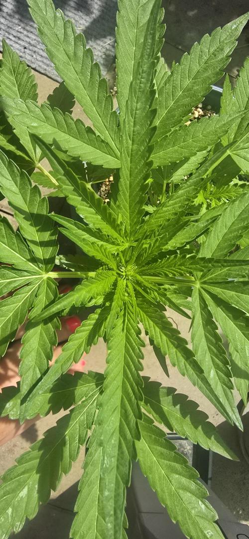 1st Outdoor Run; Cherry Cola Auto. Week 3