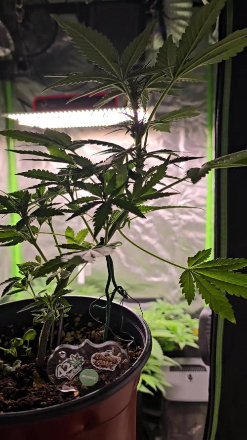 Cherry Cola Auto. Week 3