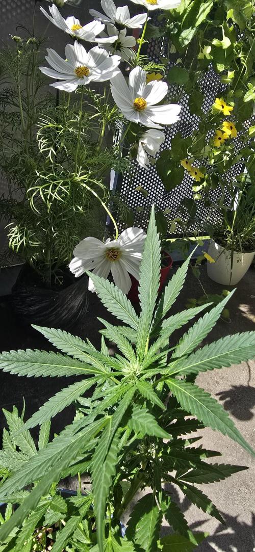 1st Outdoor Run; Cherry Cola Auto. Week 4